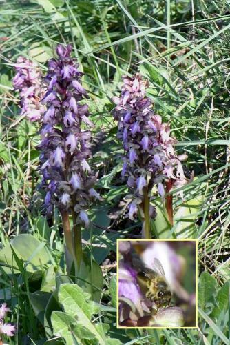 Apis mellifera